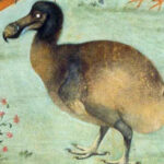 Új szemtanú négyszáz év után: az AI dodót talált