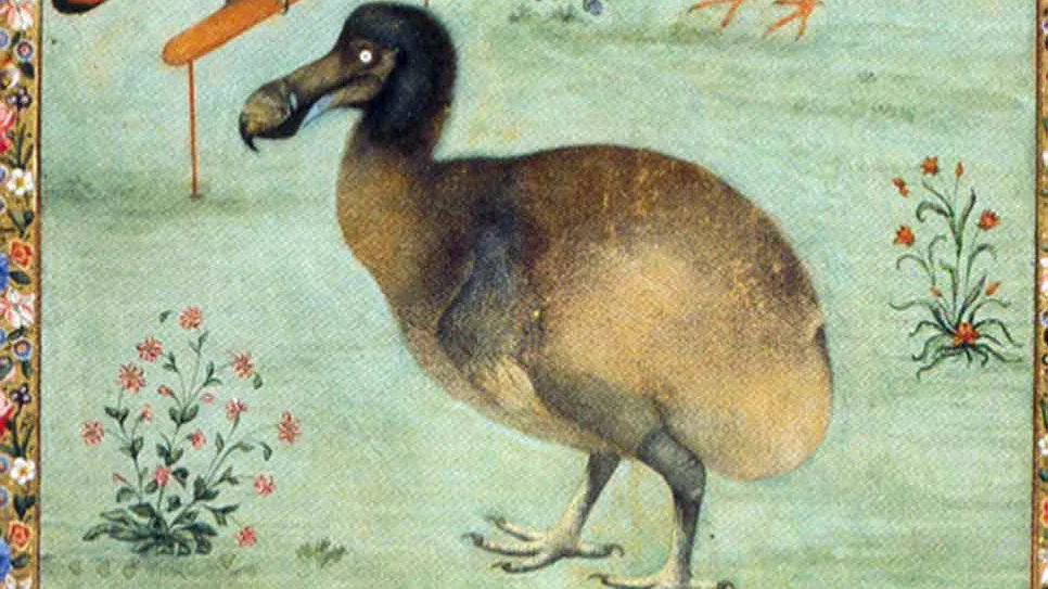dodó